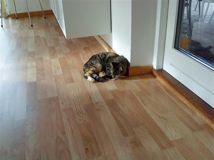 Huskat Mercedes <"33 til salg - 2, må jeg ikk sove. foto. P. Christensen billede 2