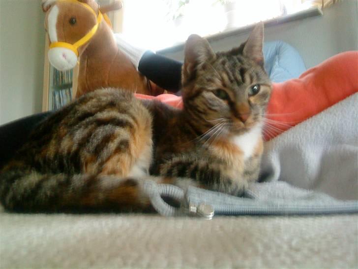 Huskat Mercedes <"33 til salg - 3, hygge... foto. P. Christensen billede 3