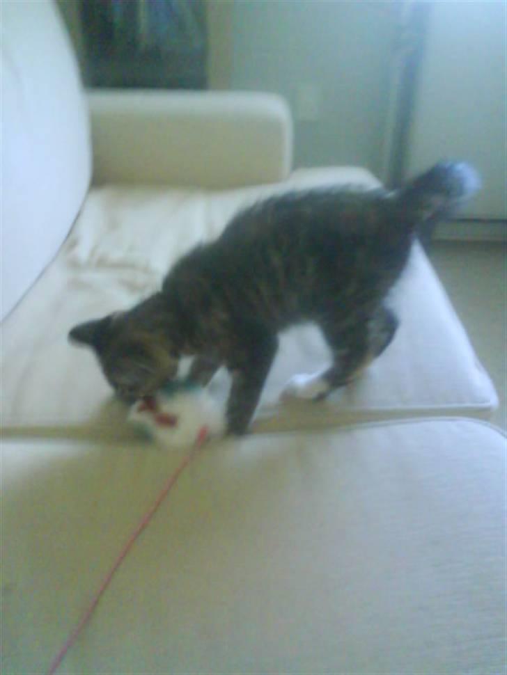 Huskat Mercedes <"33 til salg - 4, legetøj. førte dag hos pernille. foto. P. Christensen billede 4