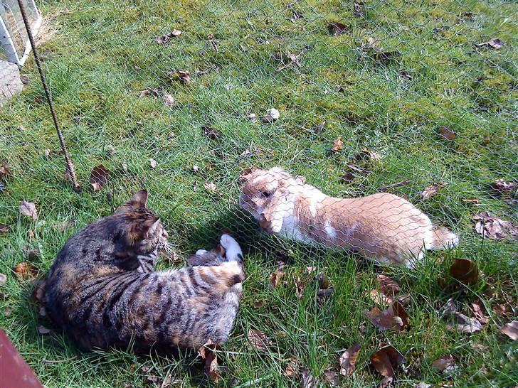 Huskat Mercedes <"33 til salg - 5, smart og mig. foto. P. Christensen billede 5