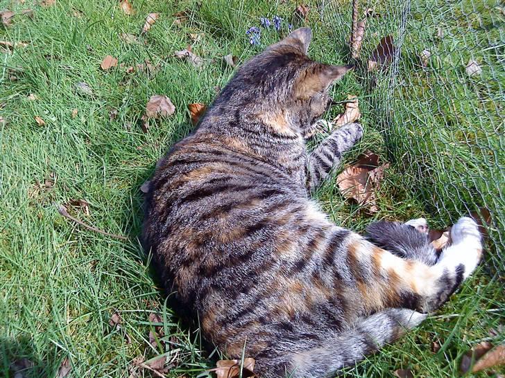 Huskat Mercedes <"33 til salg - 6, heeh. foto. P. Christensen billede 6