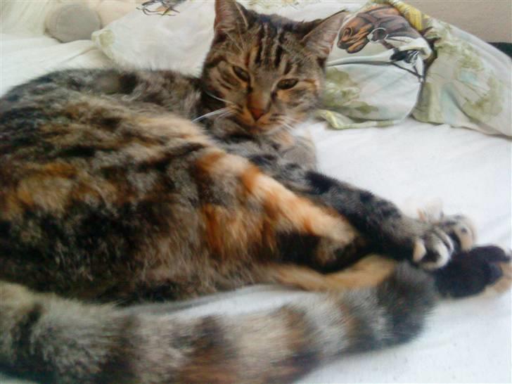 Huskat Mercedes <"33 til salg - 7, hygger mig lige. foto. P. Christensen billede 7