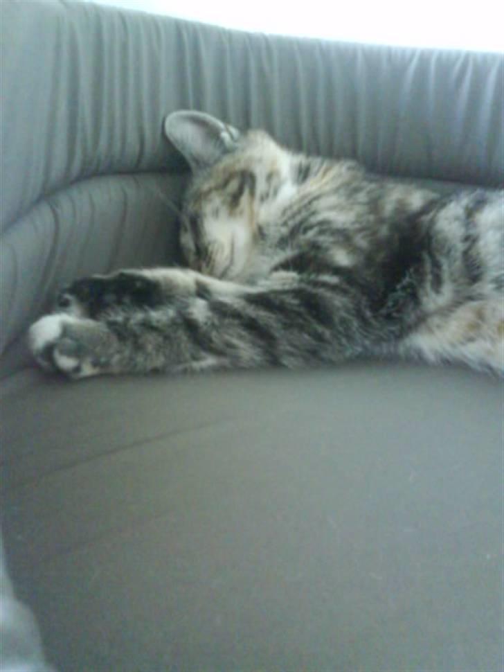 Huskat Mercedes <"33 til salg - 8, :) jeg sov efter 4 timer, efter jeg har leget i det ny hus foto. P. Christensen billede 8