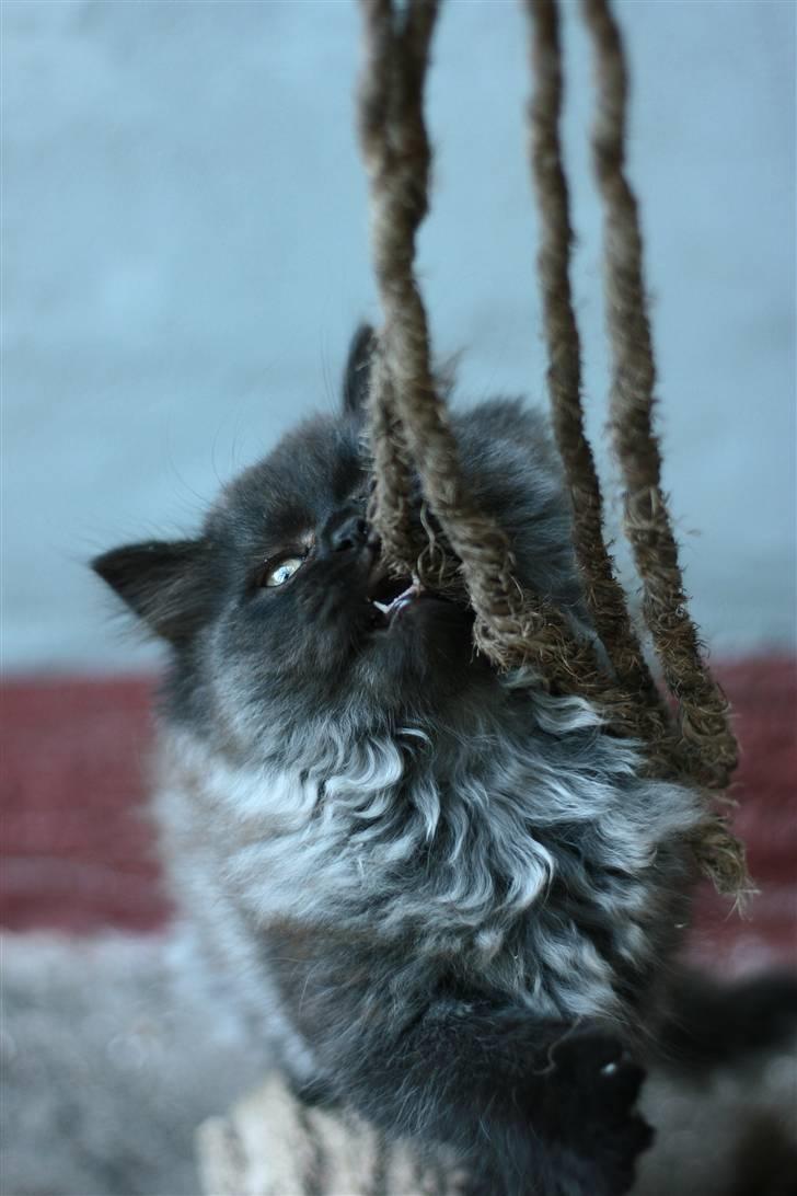 Blanding af racer Bumle*død* billede 6