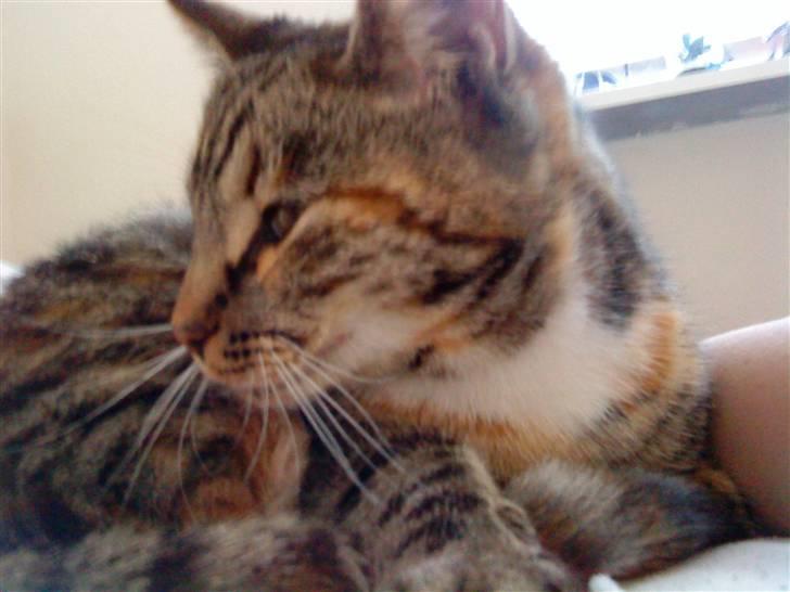 Huskat Mercedes <"33 til salg - 9. :) foto. P. Christensen billede 9