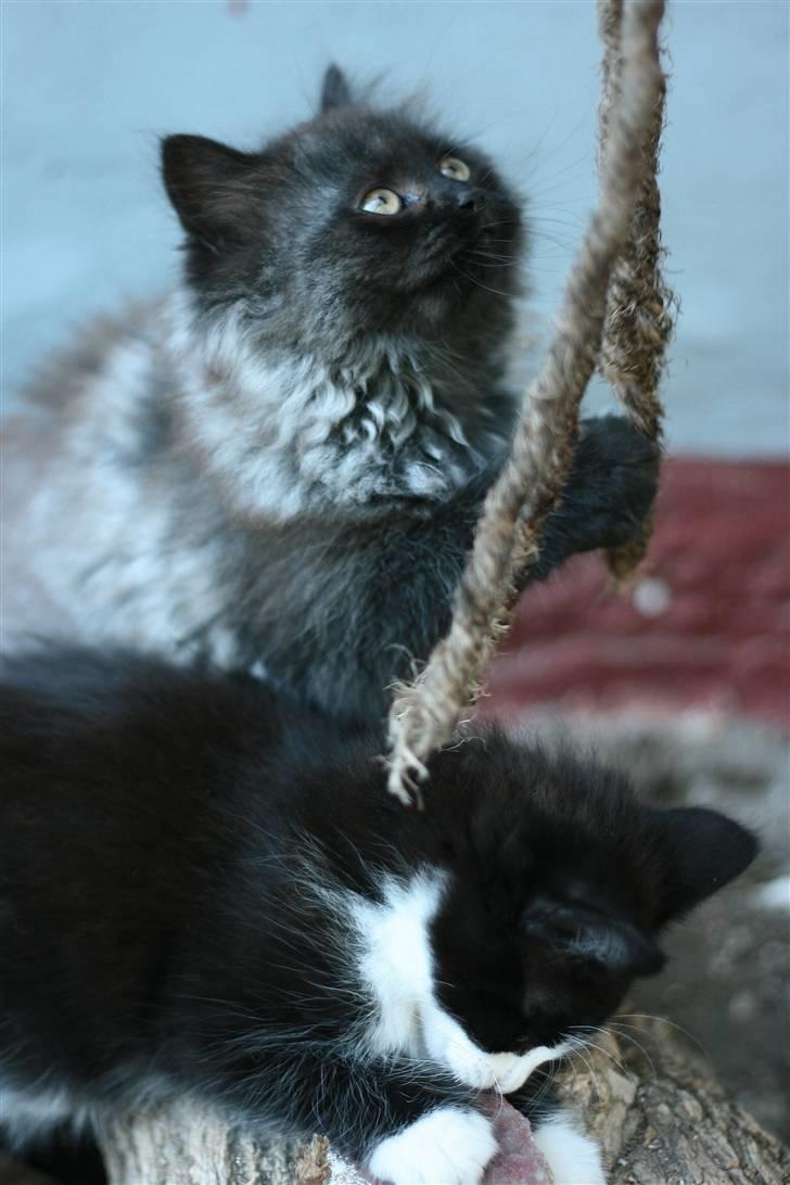 Blanding af racer Bumle*død* billede 7