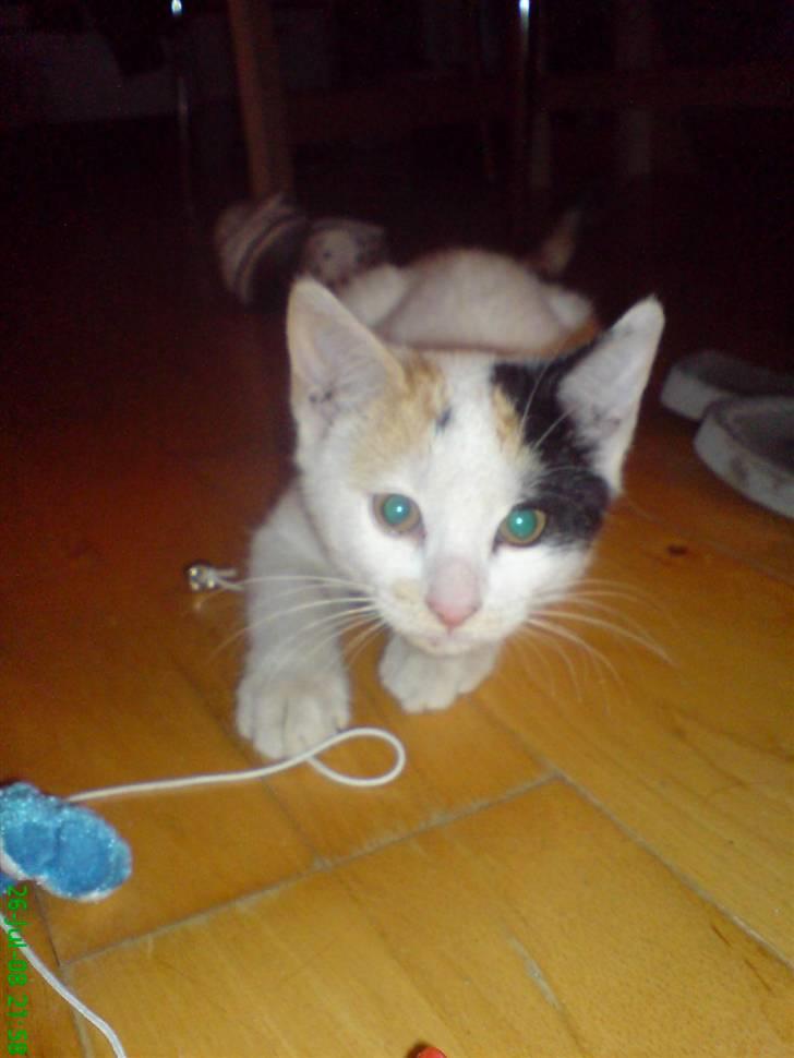 Huskat Luba billede 1