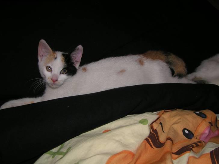 Huskat Luba billede 7