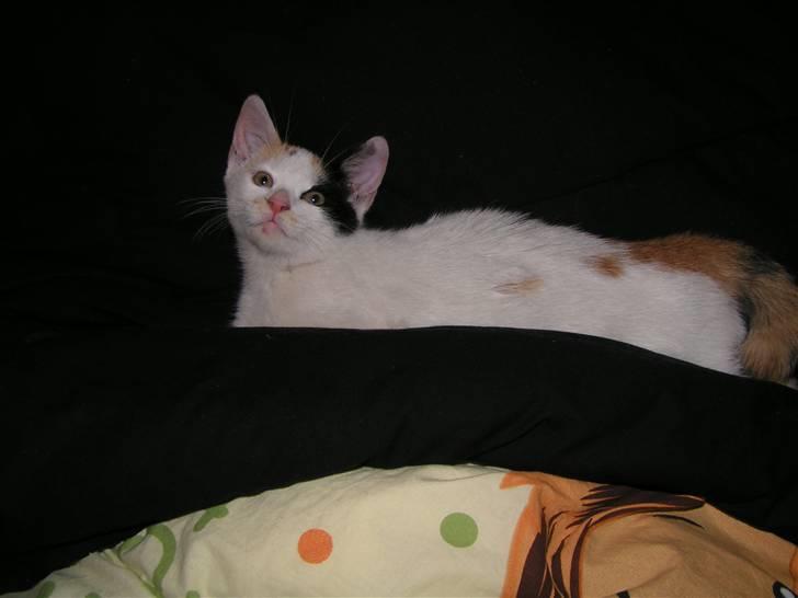 Huskat Luba billede 8