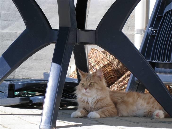 Maine Coon Bitten *R.I.P* billede 8