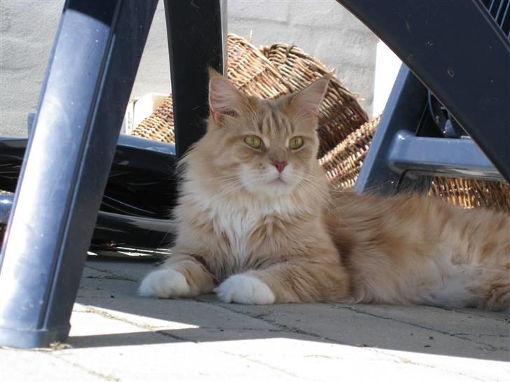 Maine Coon Bitten *R.I.P* billede 9