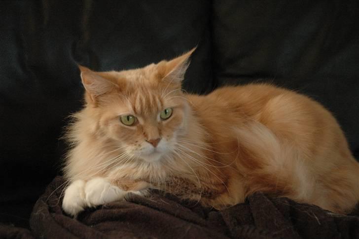 Maine Coon Bitten *R.I.P* billede 10