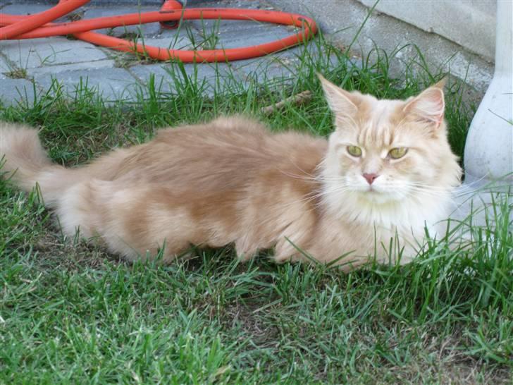 Maine Coon Bitten *R.I.P* billede 11