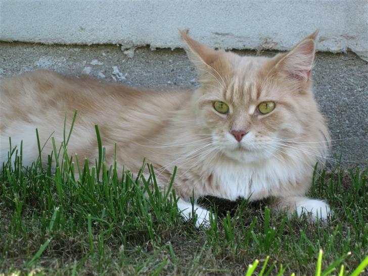 Maine Coon Bitten *R.I.P* billede 12