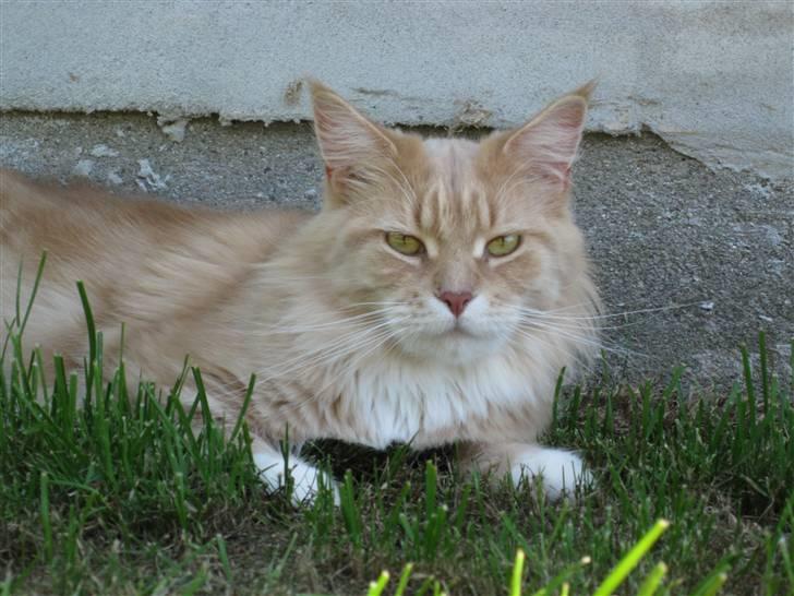 Maine Coon Bitten *R.I.P* billede 13