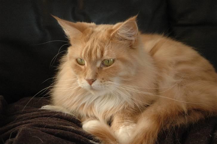 Maine Coon Bitten *R.I.P* billede 14