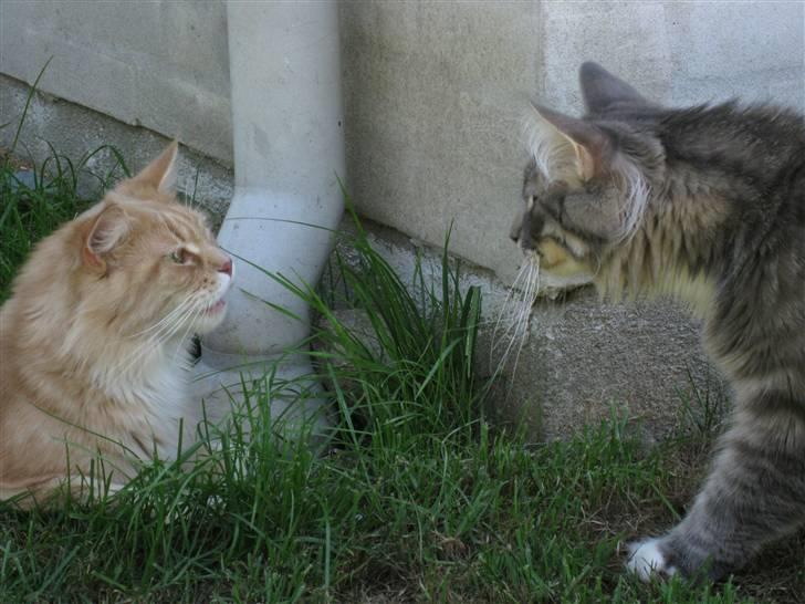 Maine Coon Bitten *R.I.P* billede 15
