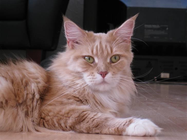 Maine Coon Bitten *R.I.P* billede 16