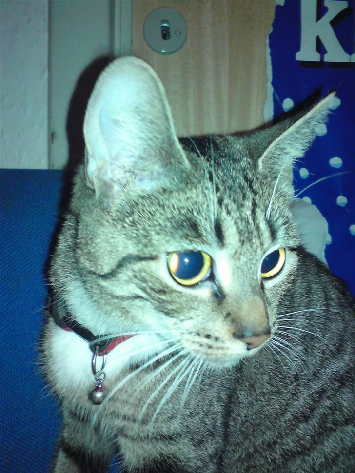 Huskat frøken billede 1