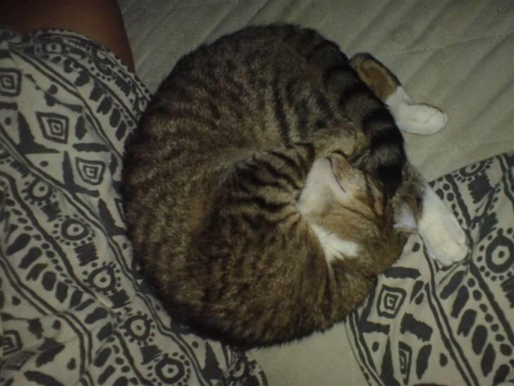 Huskat frøken billede 2