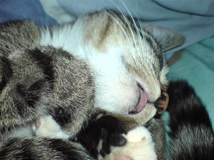 Huskat frøken billede 3