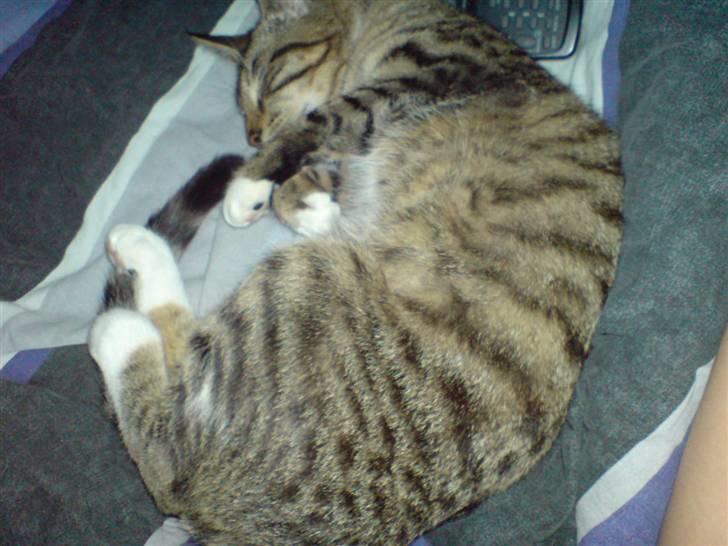 Huskat frøken billede 4