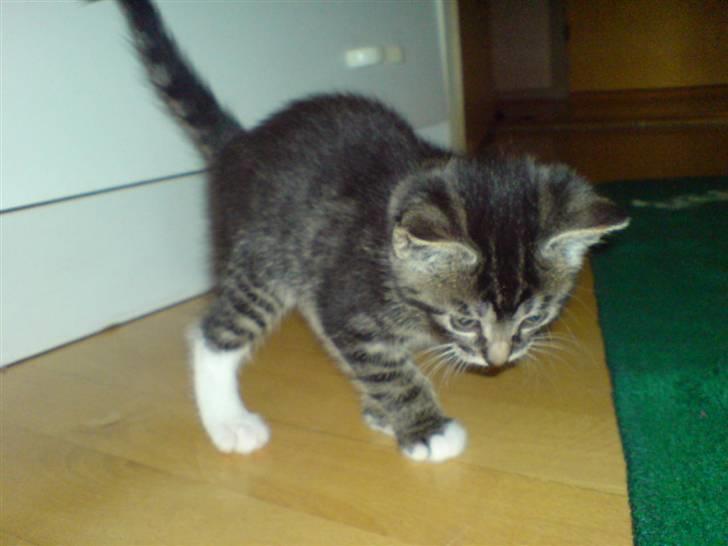 Huskat frøken billede 5