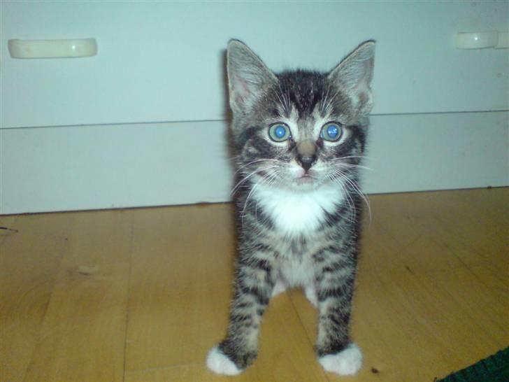 Huskat frøken billede 6