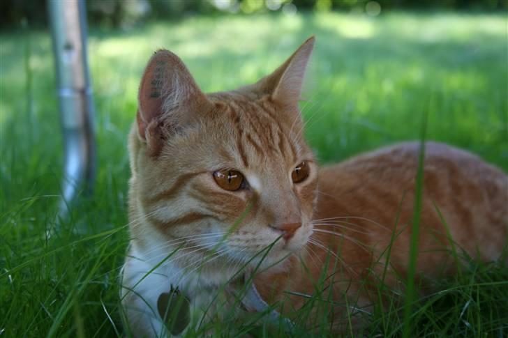 Huskat Pyrus billede 1