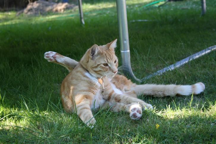 Huskat Pyrus billede 2