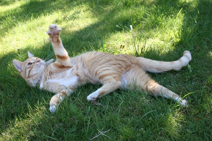 Huskat Pyrus billede 3