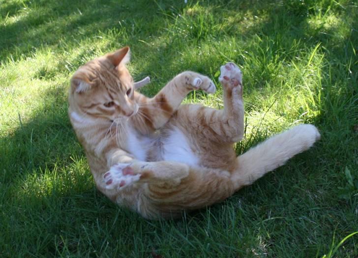 Huskat Pyrus billede 4