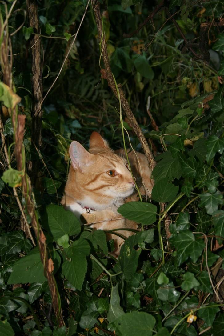 Huskat Pyrus billede 5