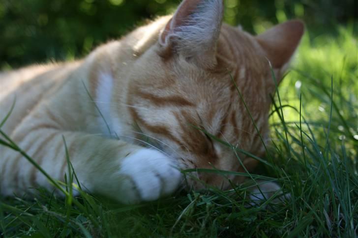 Huskat Pyrus billede 6