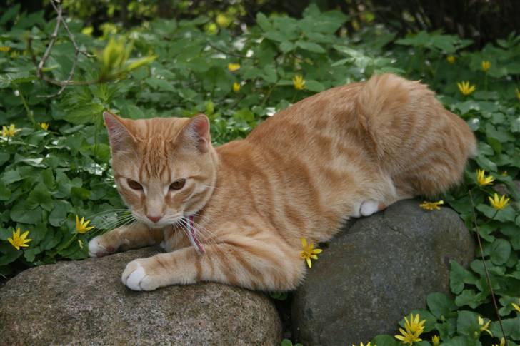 Huskat Pyrus billede 7