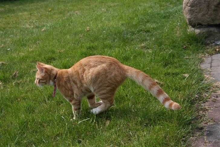 Huskat Pyrus billede 8