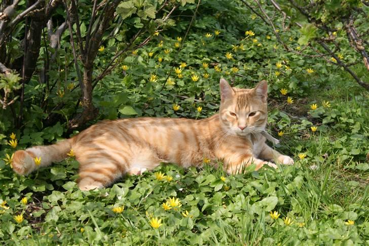 Huskat Pyrus billede 9