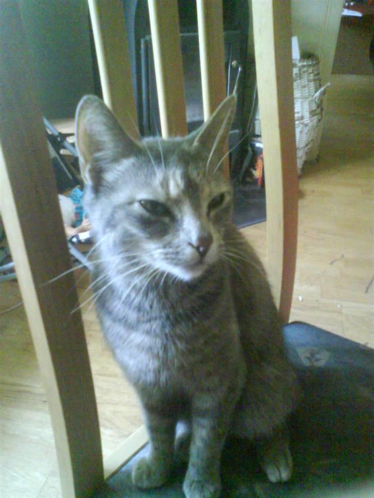 Huskat baluo (halv kilo) billede 12