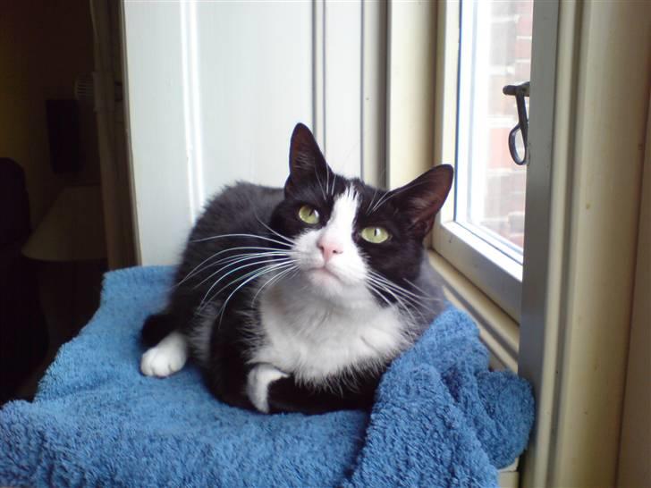 Huskat Trille billede 1