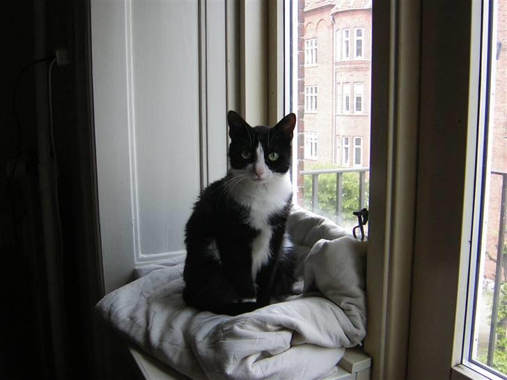 Huskat Trille billede 2