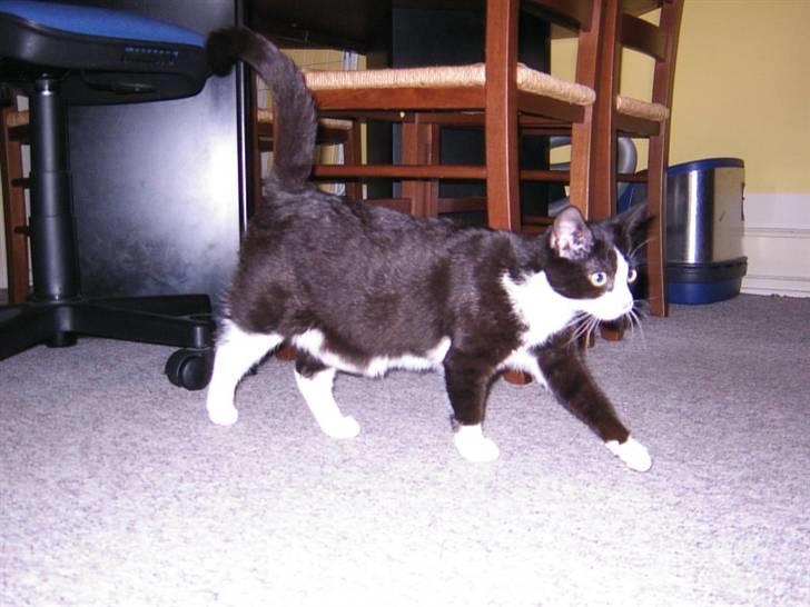 Huskat Trille billede 3