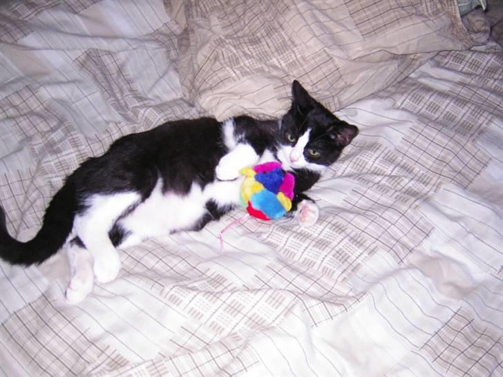 Huskat Trille billede 4