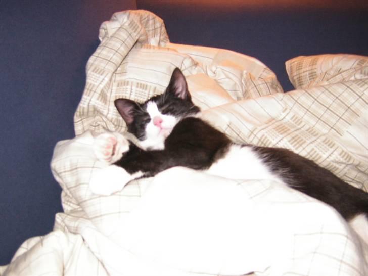 Huskat Trille billede 5