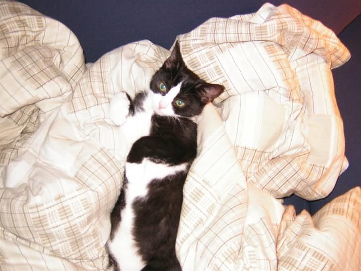 Huskat Trille billede 6