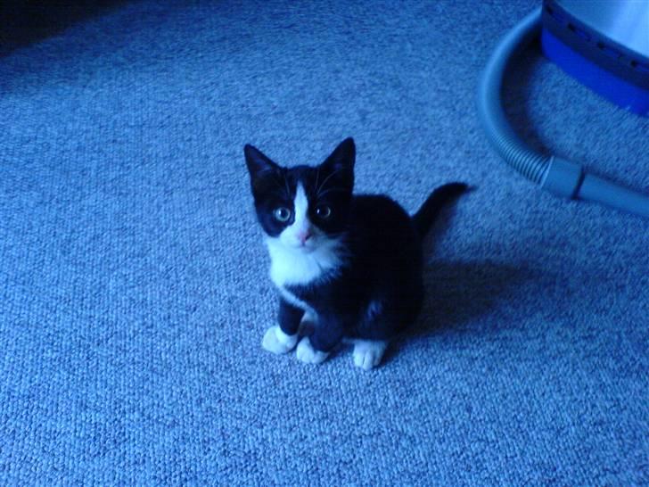 Huskat Trille - Trille som killing billede 7