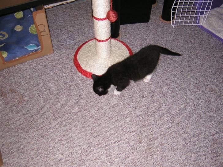 Huskat Trille - Hendes første rundtur i lejligheden billede 8