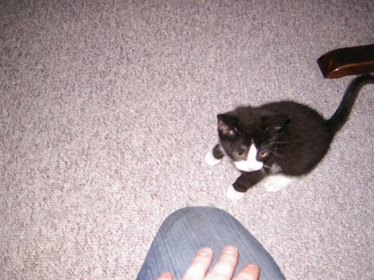 Huskat Trille - Her kan man rigtig se, hvor lille hun var, da jeg hentede hende billede 9