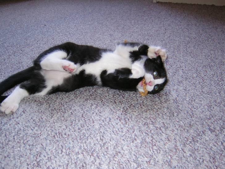 Huskat Trille billede 10