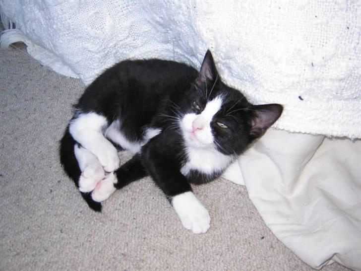 Huskat Trille billede 11