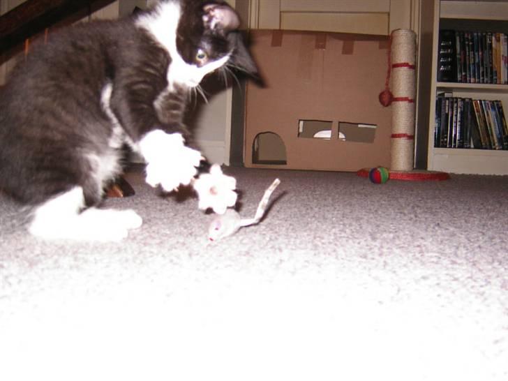 Huskat Trille - Det er en farlig mus! billede 12